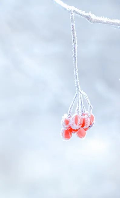 冬至養生,補對一天,體順一年! 冬至養生,補對一天,體順一年!