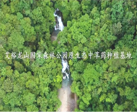 龍山國家森林公園 龍山國家森林公園