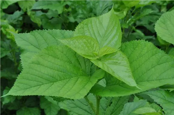 QQ20240912-092801.png QQ20240912-092801.png